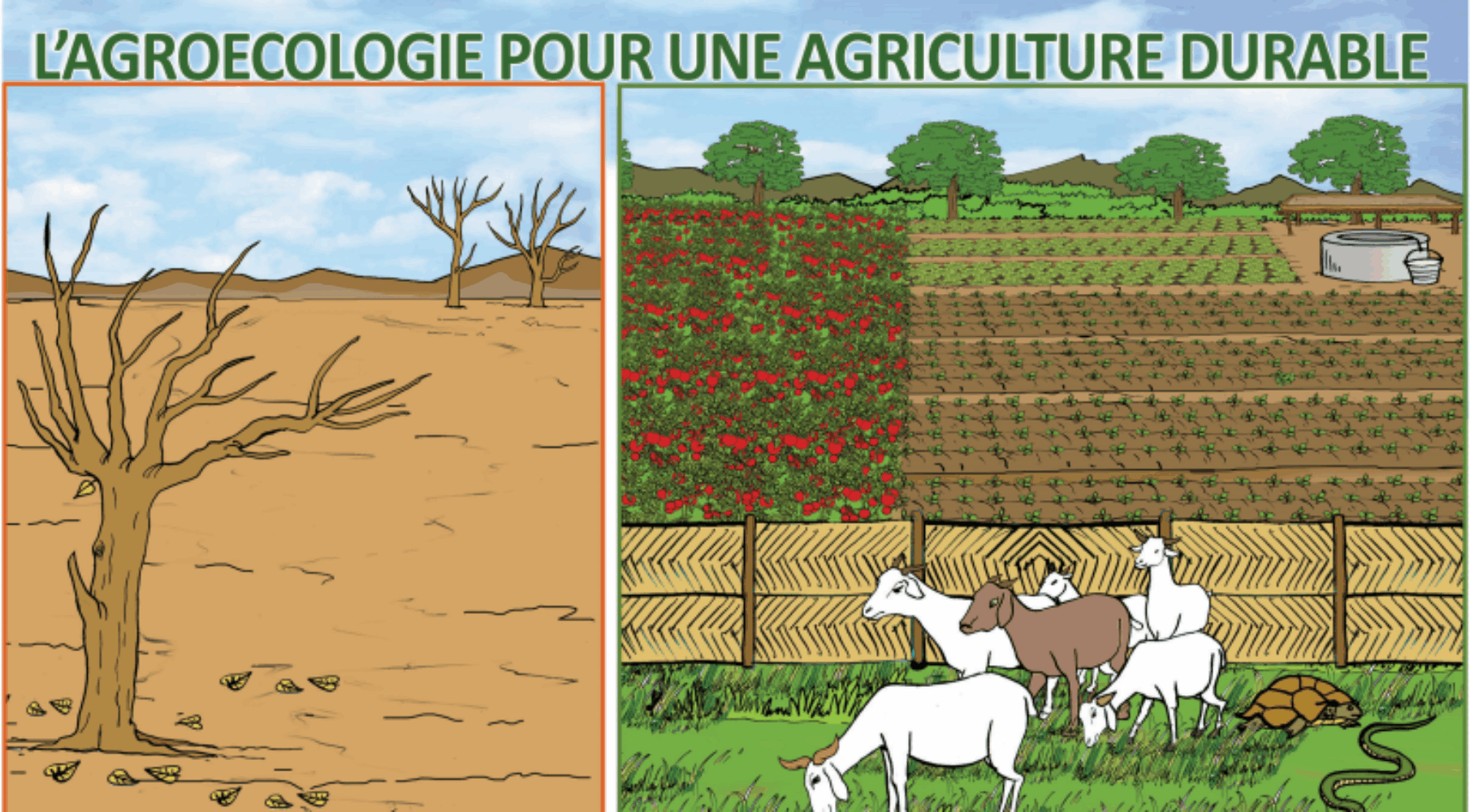 Eclosio_boite à images Agroécologie