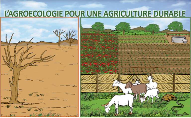 Boîte à images « L’agroécologie pour une agriculture durable »