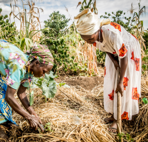 preview-note-CCF-une-revision-de la note stratégique agriculture