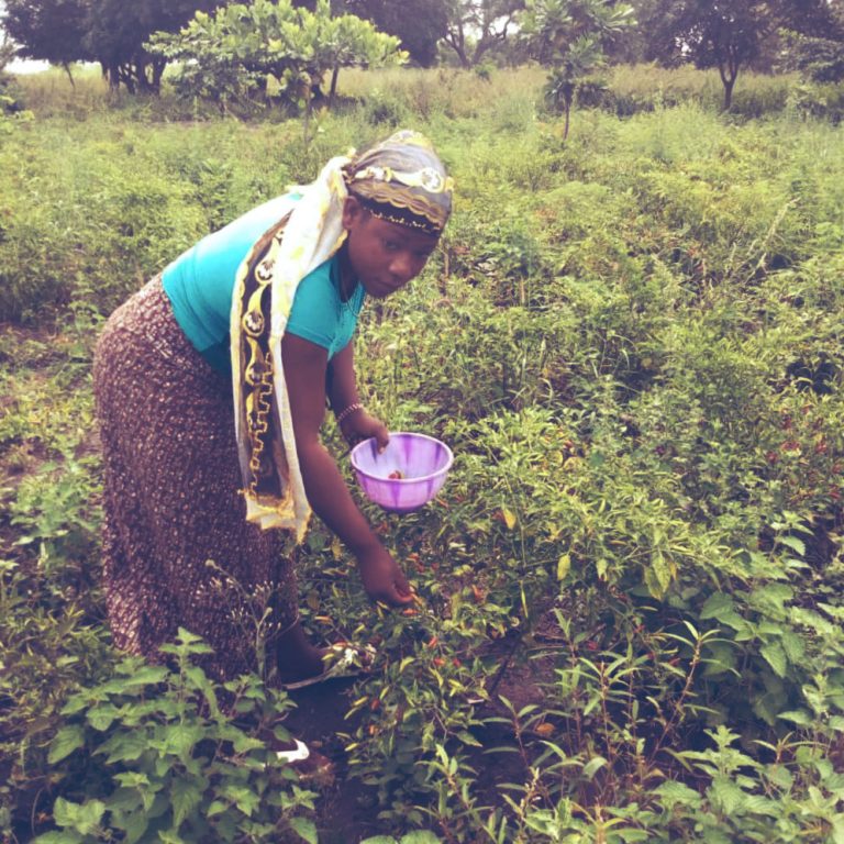 10 recommandations pour mettre en œuvre un jardin de case