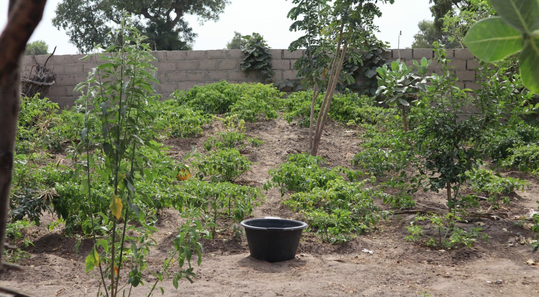 APAF-Agroforesterie|APAF-Agroforesterie