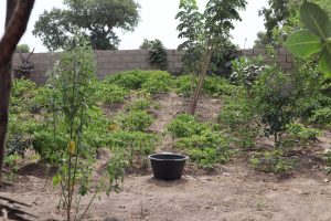 APAF-Agroforesterie|APAF-Agroforesterie