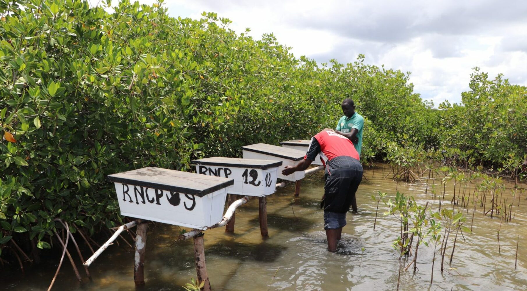 Apiculture mangrove|Apiculture mangrove