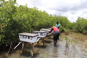 Apiculture mangrove|Apiculture mangrove