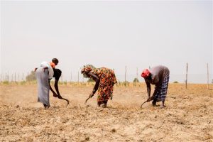 Ucoopia (anciennement Eclosio)_Yessal Sunu Mbaye 11-05-2022 (Diossong) 