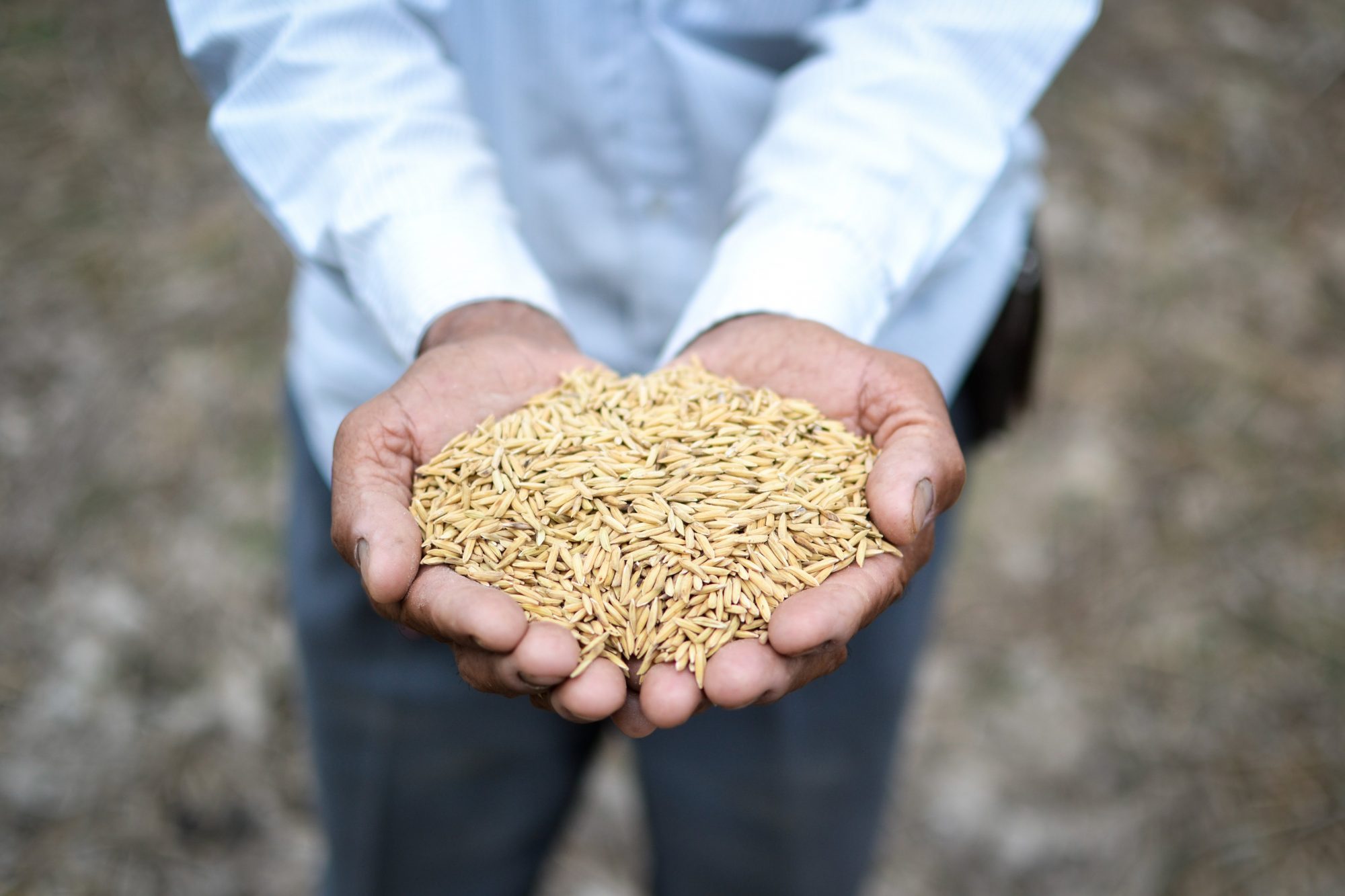 Poignée de riz dans deux mains 