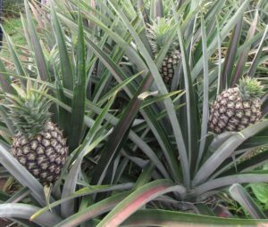 Ananas Guinée