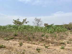 ProSAD_Tchaourou_Cassave_08032025 (7)