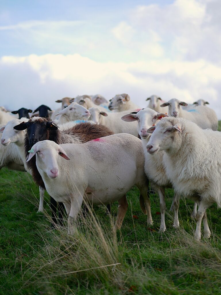 Expo Parcours de paysannes - Justine Havelange